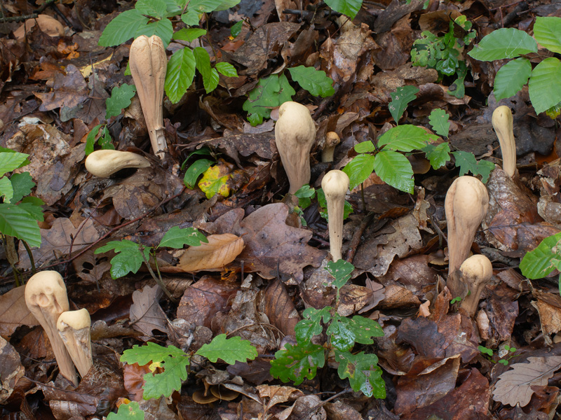 Clavariadelphus flavoimmaturus